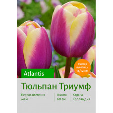 Тюльпан Atlantis