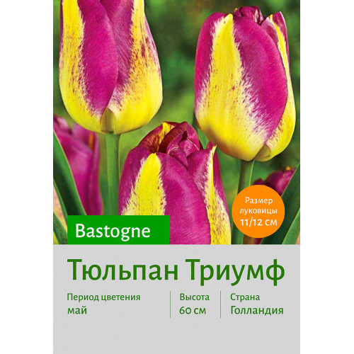 Тюльпан Bastogne