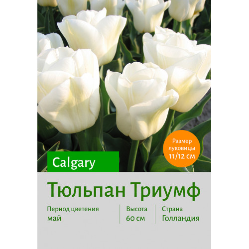 Тюльпан Calgary