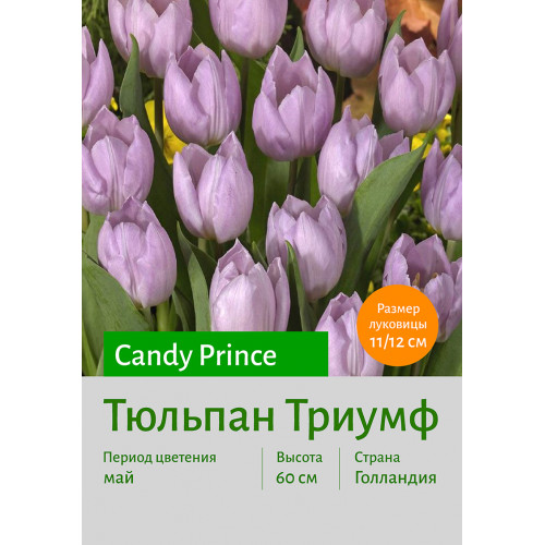 Тюльпан Candy Prince