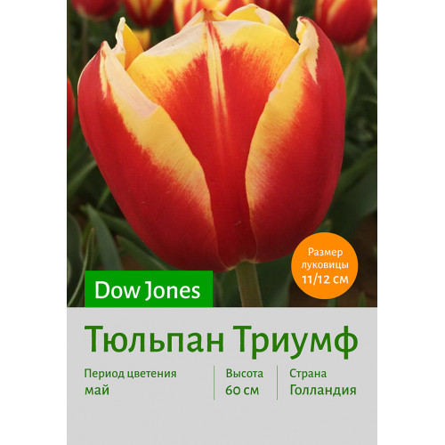 Тюльпан Dow Jones