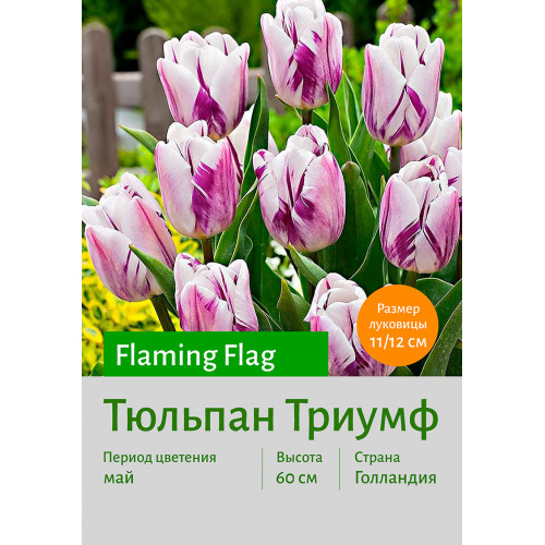 Тюльпан Flaming Flag