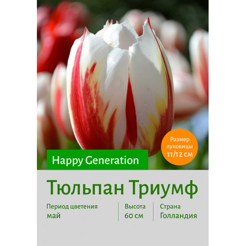 Тюльпан Happy_Generation