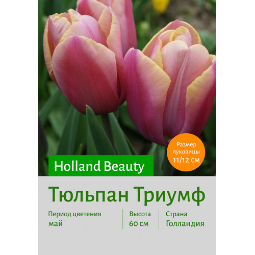 Тюльпан Holland Beauty