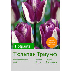 Тюльпан Hotpants