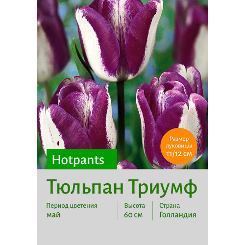 Тюльпан Hotpants