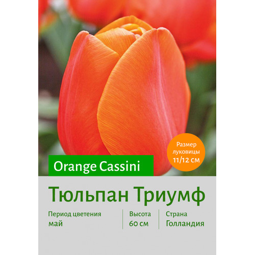Тюльпан Orange Cassini