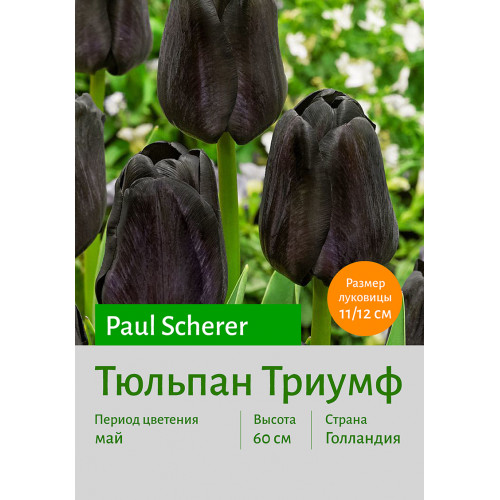 Тюльпан Paul Scherer