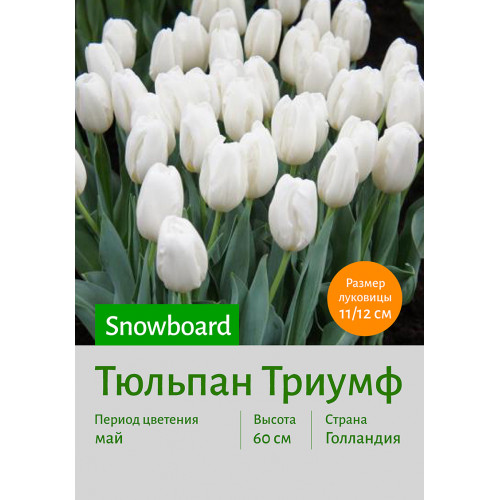 Тюльпан Snowboard