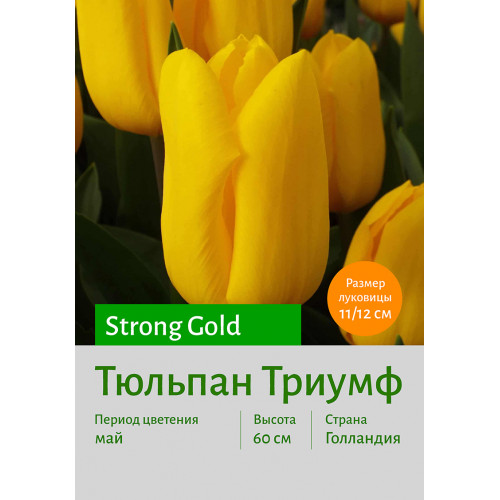 Тюльпан Strong Gold