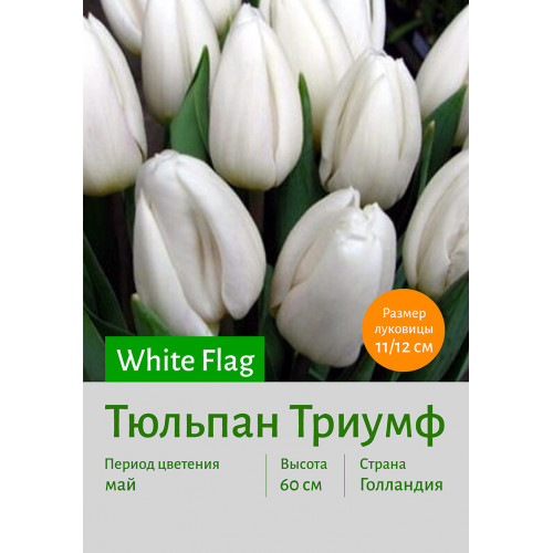 Тюльпан White Flag