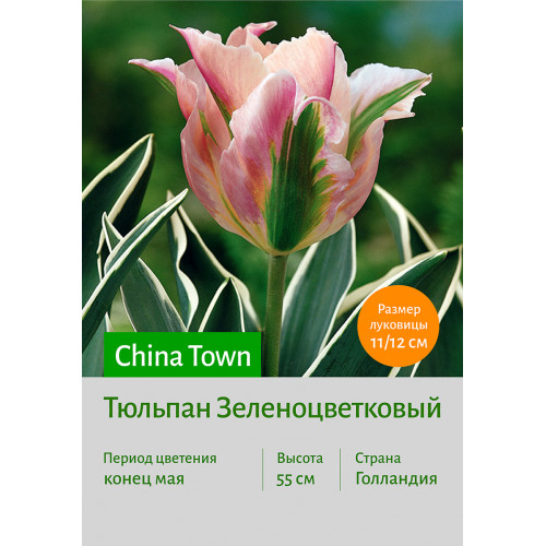 Тюльпан China Town