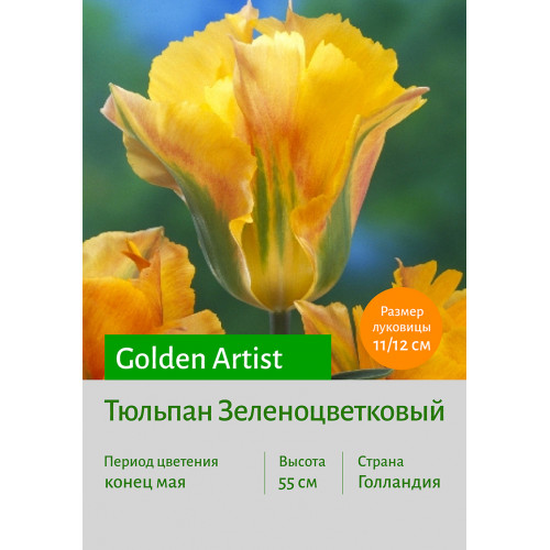 Тюльпан Golden Artist
