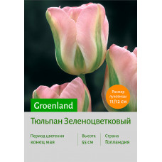 Тюльпан Groenland