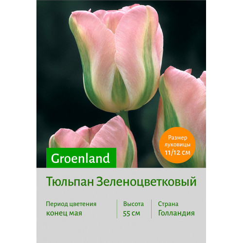Тюльпан Groenland