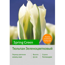 Тюльпан Spring Green