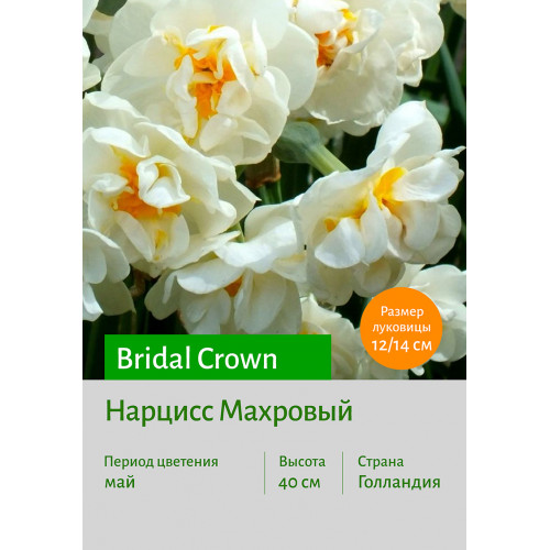 Нарцисс Bridal Crown