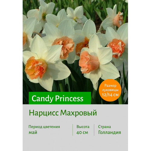 Нарцисс Candy Princess
