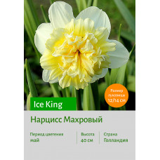 Нарцисс Ice King