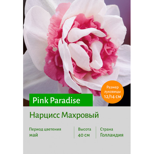 Нарцисс Pink Paradise