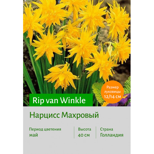 Нарцисс Rip van Winkle