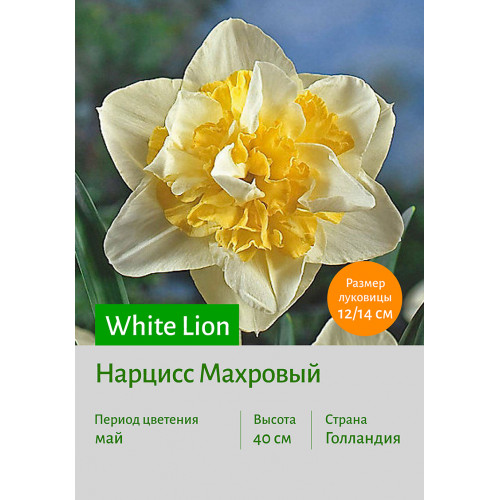 Нарцисс White Lion