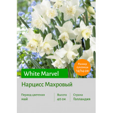 Нарцисс White Marvel