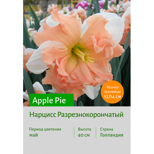 Нарцисс Apple Pie