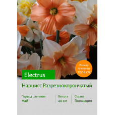 Нарцисс Electrus