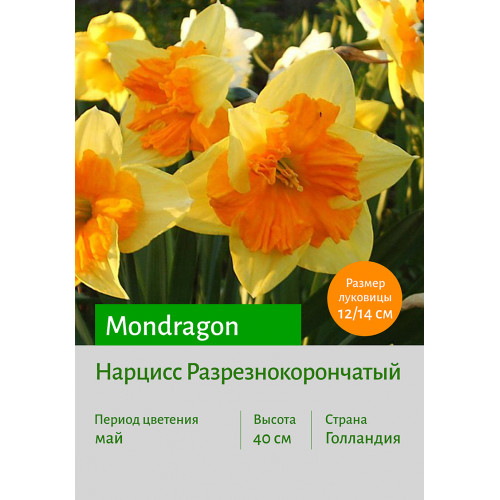 Нарцисс Mondragon