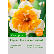 Нарцисс Orangery