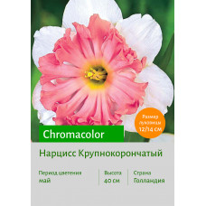 Нарцисс Chromacolor