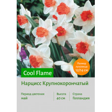 Нарцисс Cool Flame