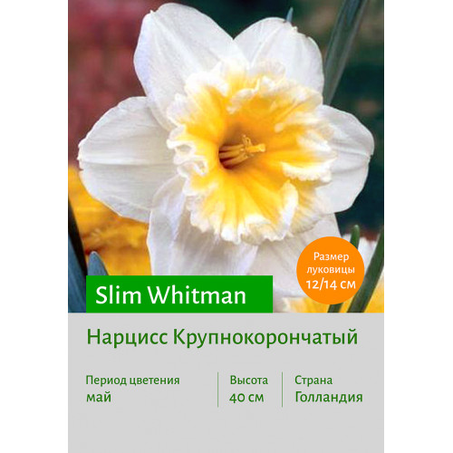 Нарцисс Slim Whitman