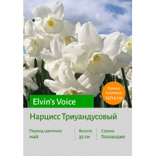 Нарцисс Elvin's Voice