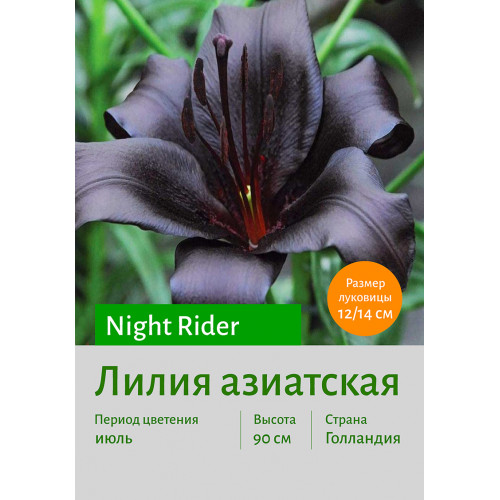 Лилия Night Rider