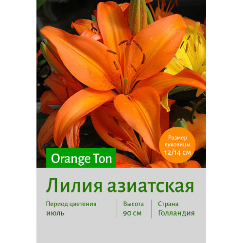 Лилия Orange Ton