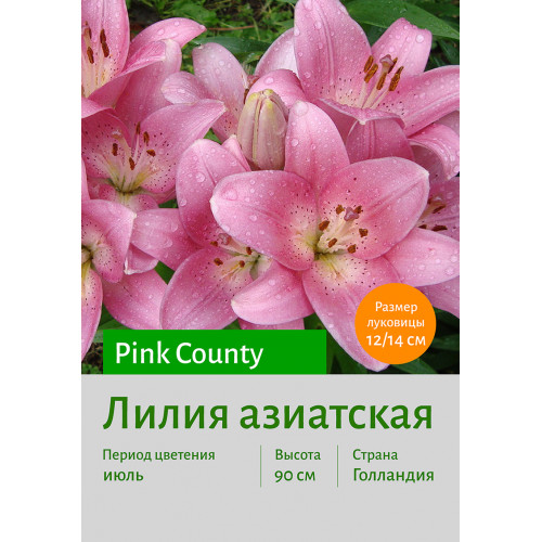 Лилия Pink County
