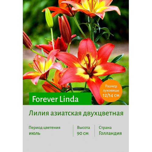 Лилия Forever Linda