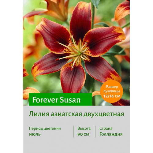 Лилия Forever Susan