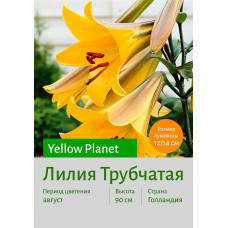 Лилия Yellow Planet