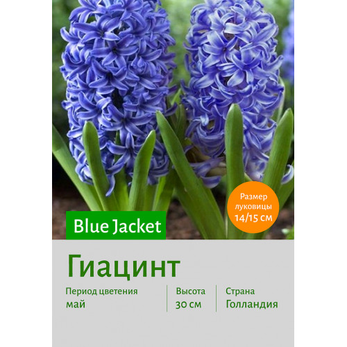Гиацинт Blue Jacket
