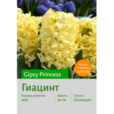 Гиацинт Gipsy Princess