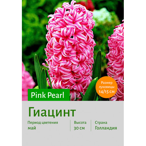 Гиацинт Pink Pearl