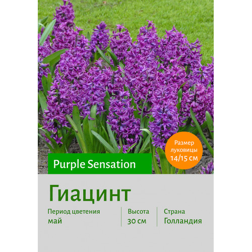 Гиацинт Purple Sensation