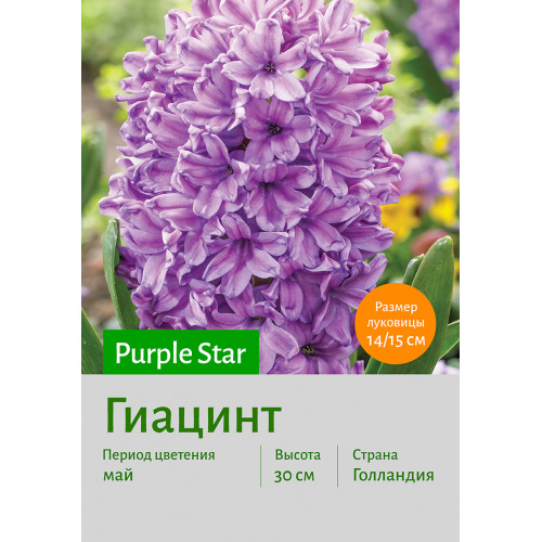 Гиацинт Purple Star