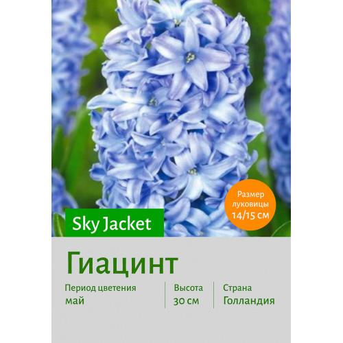 Гиацинт Sky Jacket