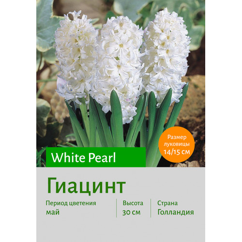 Гиацинт White Pearl