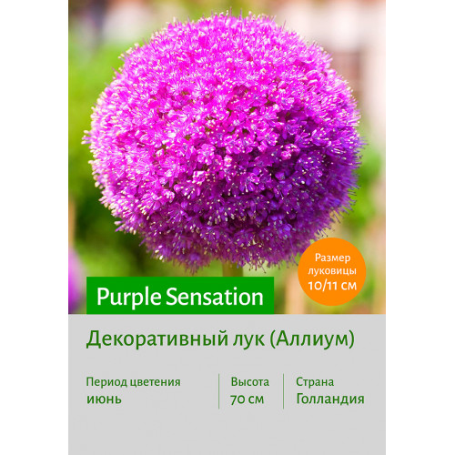 Декоративный лук Purple Sensation