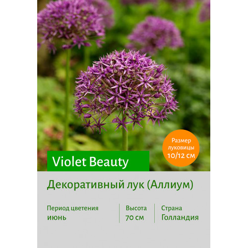 Декоративный лук Violet Beauty